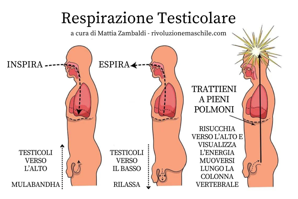 Respirazione testicolare